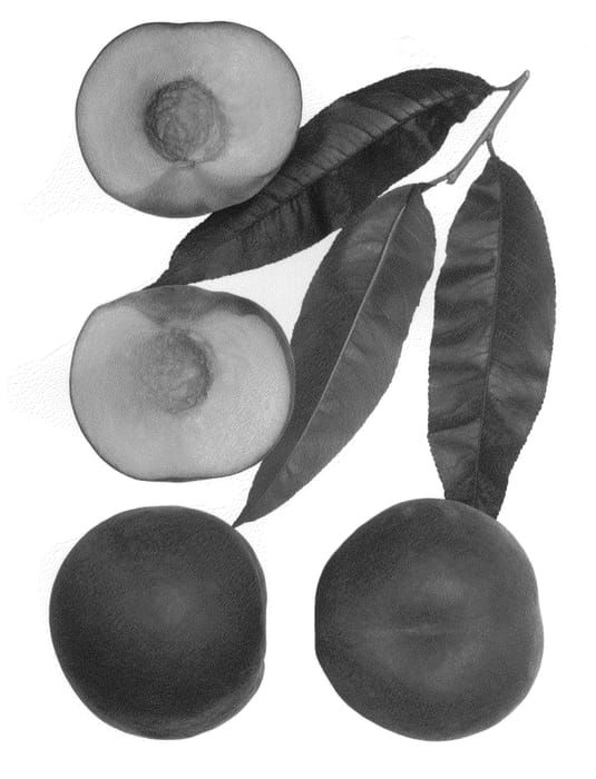 Figure 1 of US plant patent PP23609, the photograph of Aspen White printed in the patent.