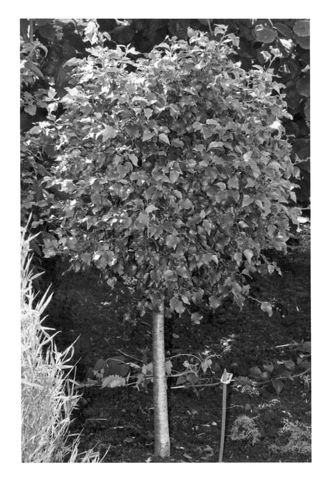 Figure 1 of US plant patent PP23610, the photograph of Globe printed in the patent.