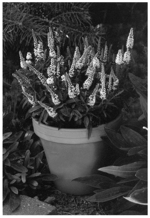 Figure 1 of US plant patent PP23611, the photograph of Sweet Lullaby printed in the patent.