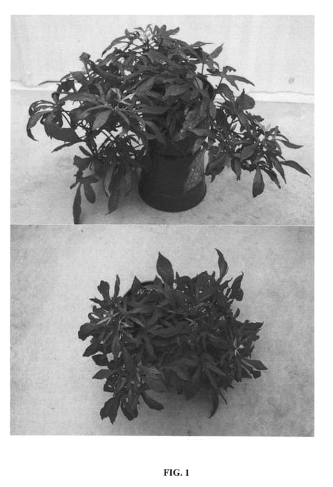 Figure 1 of US plant patent PP23612, the photograph of NCORNSP-013GNLC printed in the patent.