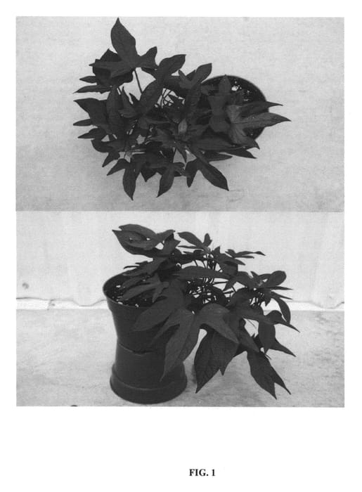 Figure 1 of US plant patent PP23613, the photograph of NCORNSP-015SCPI printed in the patent.