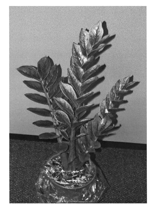 Figure 1 of US plant patent PP23614, the photograph of LUCKYWHIT printed in the patent.