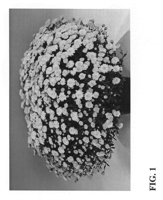 Figure 1 of US plant patent PP23615, the photograph of Zanmutang printed in the patent.