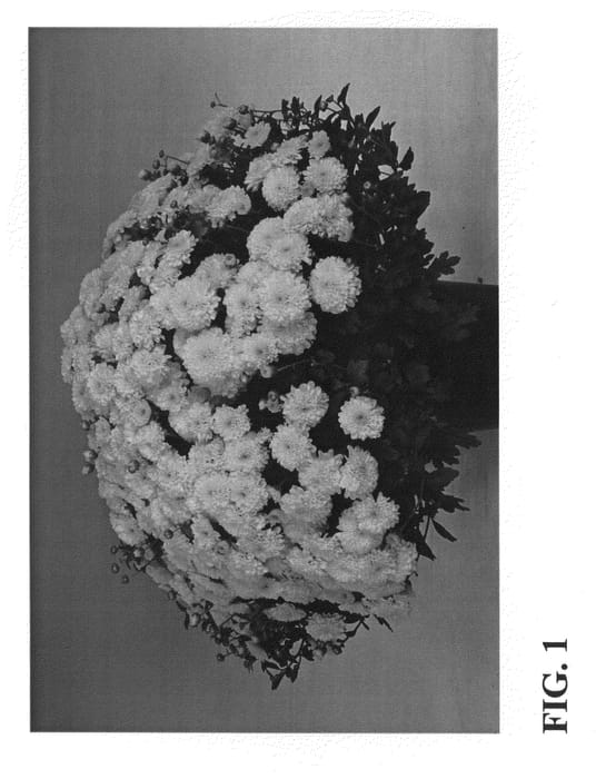 Figure 1 of US plant patent PP23616, the photograph of Zanmudande printed in the patent.