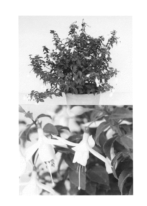 Figure 1 of US plant patent PP23617, the photograph of Sanifminiho printed in the patent.