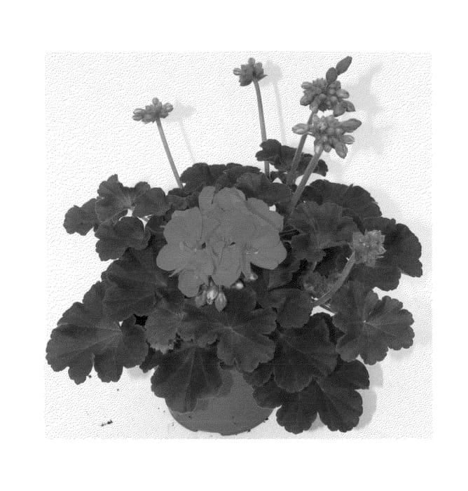 Figure 1 of US plant patent PP23618, the photograph of Fipelsumor printed in the patent.