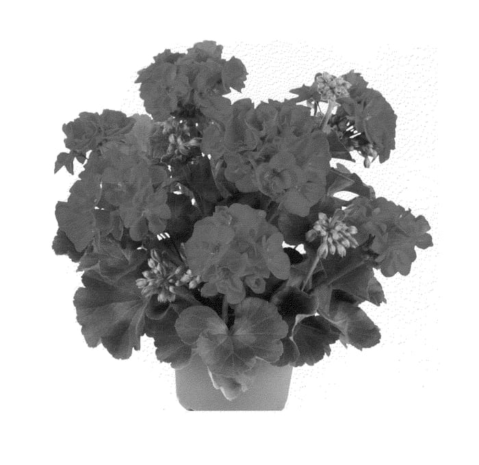 Figure 1 of US plant patent PP23619, the photograph of Fipelsumcer printed in the patent.