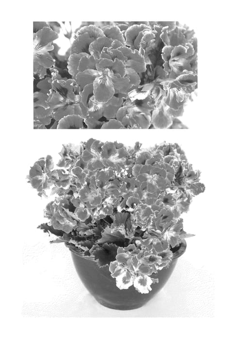 Figure 1 of US plant patent PP23620, the photograph of Oglger5053 printed in the patent.