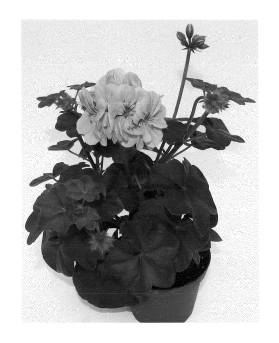 Figure 1 of US plant patent PP23621, the photograph of Fipeldanlavimp printed in the patent.