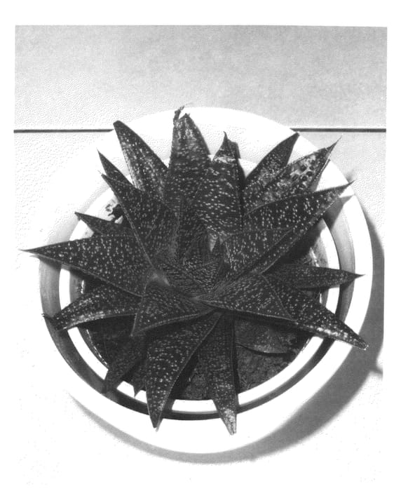 Figure 1 of US plant patent PP23622, the photograph of WT10 printed in the patent.