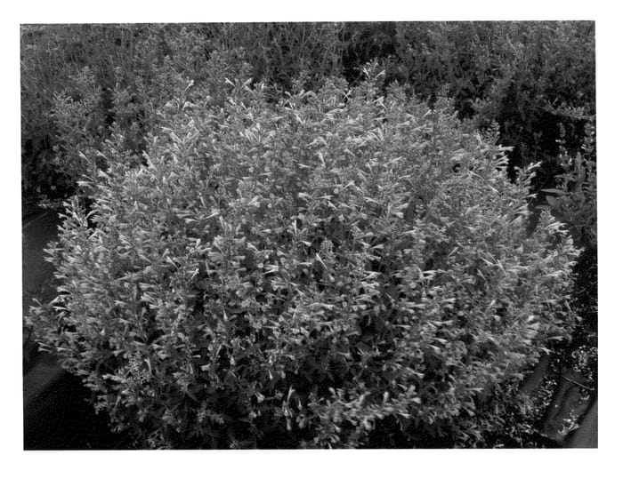 Figure 1 of US plant patent PP23623, the photograph of Summer Sunset printed in the patent.