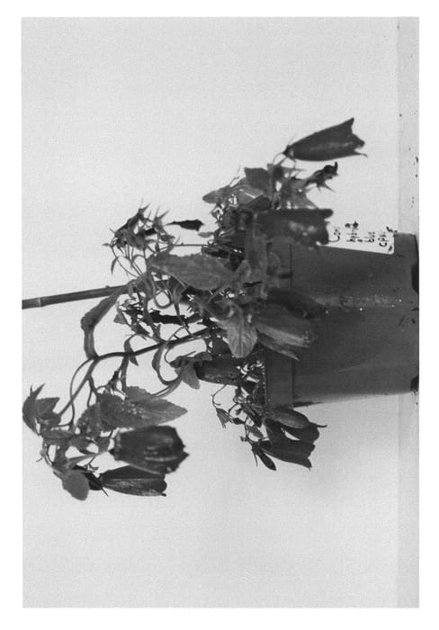 Figure 1 of US plant patent PP23624, the photograph of USCAMP10 printed in the patent.