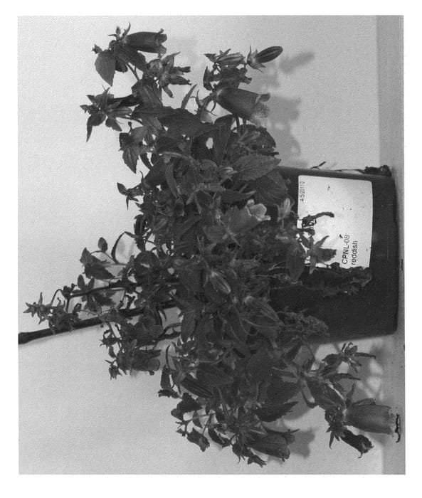 Figure 1 of US plant patent PP23625, the photograph of USCAMP08 printed in the patent.