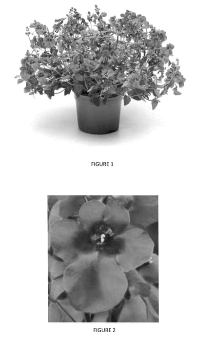 Figure 1 of US plant patent PP23626, the photograph of DISZ0001 printed in the patent.