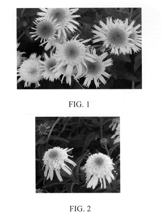 Figure 1 of US plant patent PP23627, the photograph of Secret Joy printed in the patent.
