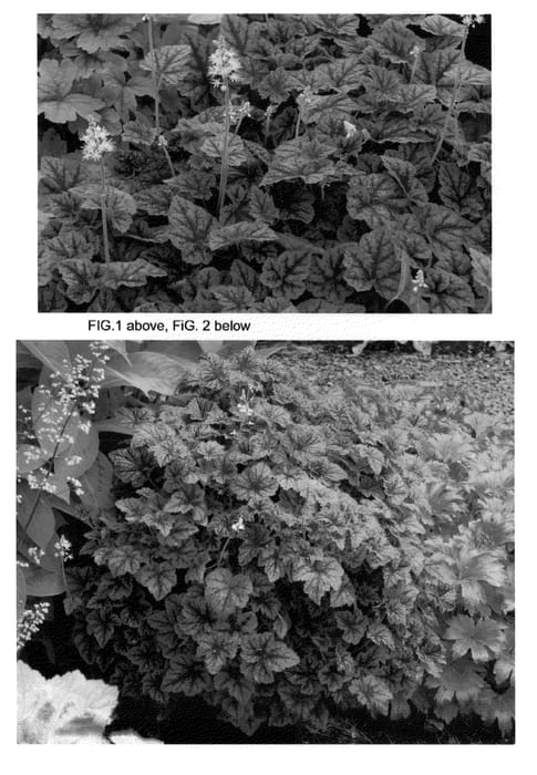 Figure 1 of US plant patent PP23628, the photograph of Sunset Ridge printed in the patent.