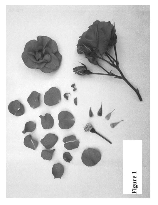 Figure 1 of US plant patent PP23629, the photograph of Poulcy015 printed in the patent.