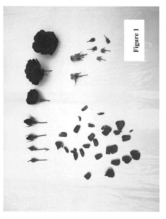 Figure 1 of US plant patent PP23630, the photograph of Poulcy019 printed in the patent.