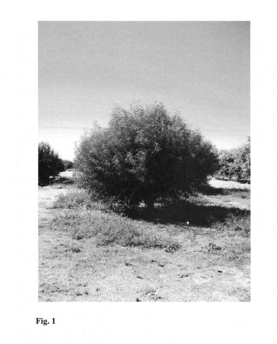 Figure 1 of US plant patent PP23631, the photograph of HBOK 27 printed in the patent.