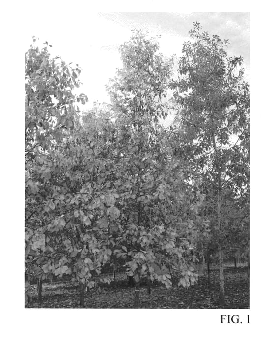 Figure 1 of US plant patent PP23632, the photograph of JFS-KW12 printed in the patent.