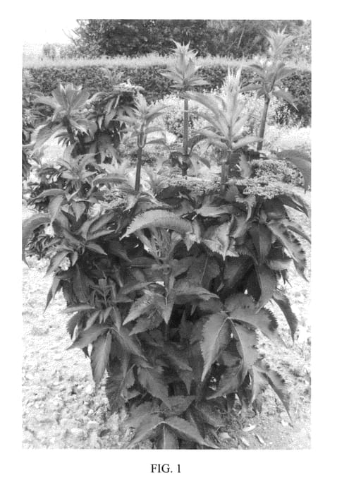 Figure 1 of US plant patent PP23633, the photograph of Eiffel 1 printed in the patent.