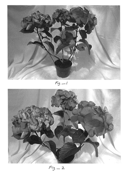 Figure 1 of US plant patent PP23634, the photograph of Grace printed in the patent.