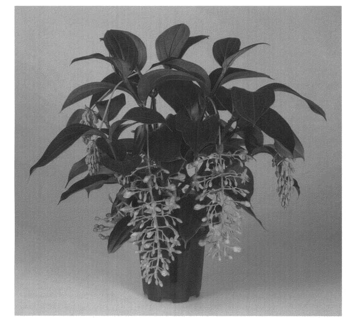 Figure 1 of US plant patent PP23635, the photograph of BELLA printed in the patent.