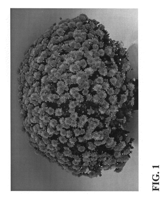 Figure 1 of US plant patent PP23636, the photograph of Zanmuember printed in the patent.