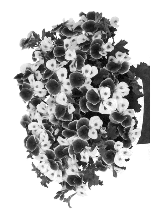 Figure 1 of US plant patent PP23637, the photograph of Kuegrapidue printed in the patent.