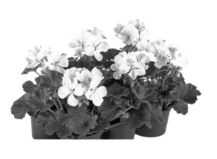 Figure 1 of US plant patent PP23638, the photograph of Fipelpopwhi printed in the patent.