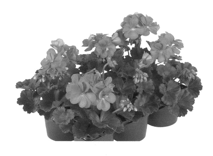 Figure 1 of US plant patent PP23639, the photograph of Fipelpopsal printed in the patent.