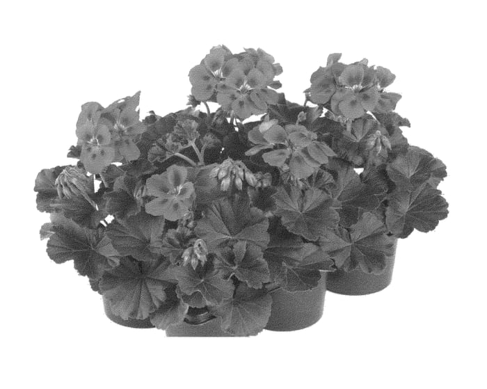 Figure 1 of US plant patent PP23641, the photograph of Fipelpopnepi printed in the patent.