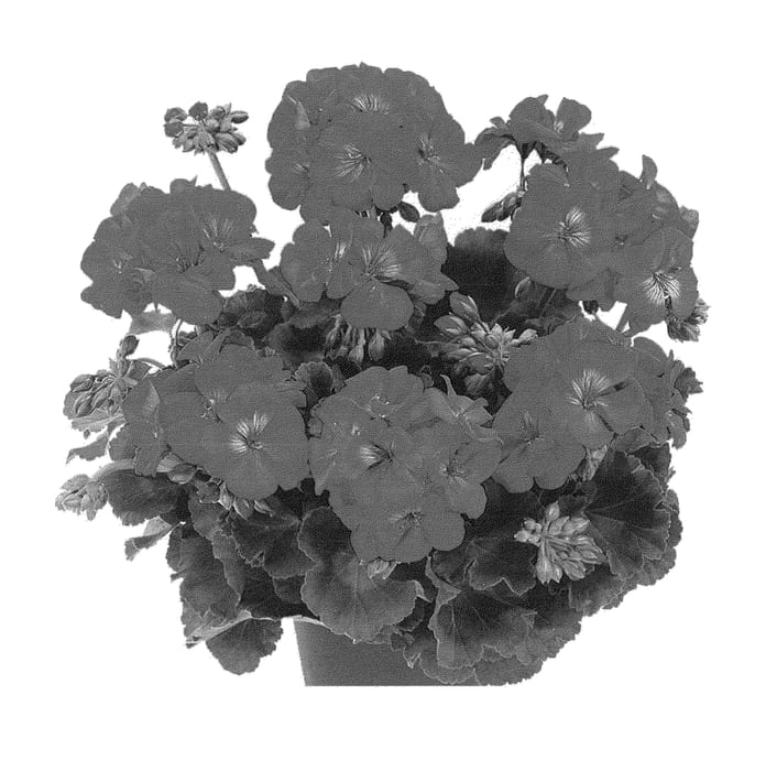 Figure 1 of US plant patent PP23642, the photograph of Dueviimplum printed in the patent.