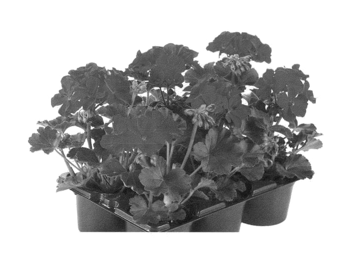 Figure 1 of US plant patent PP23643, the photograph of Fipelpopred printed in the patent.