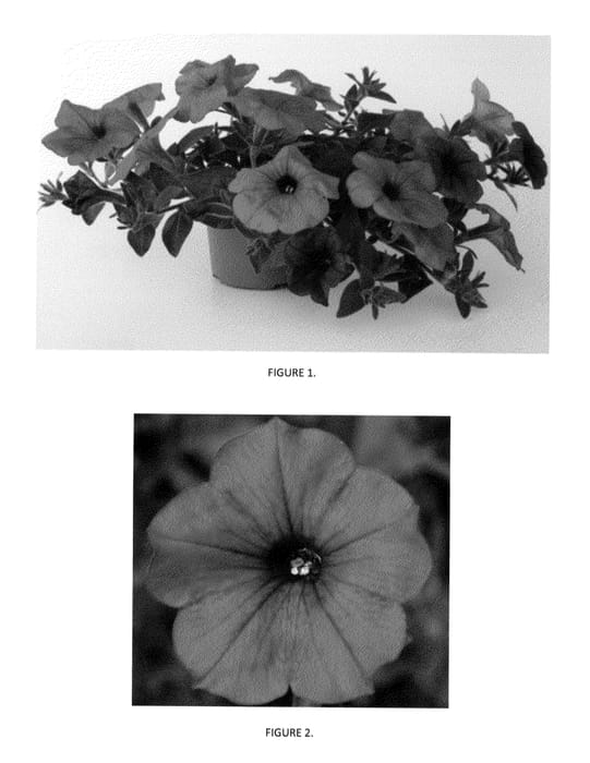 Figure 1 of US plant patent PP23644, the photograph of PEHY0003 printed in the patent.