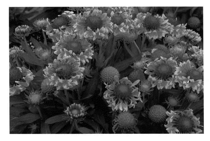 Figure 1 of US plant patent PP23645, the photograph of Sun Devil printed in the patent.