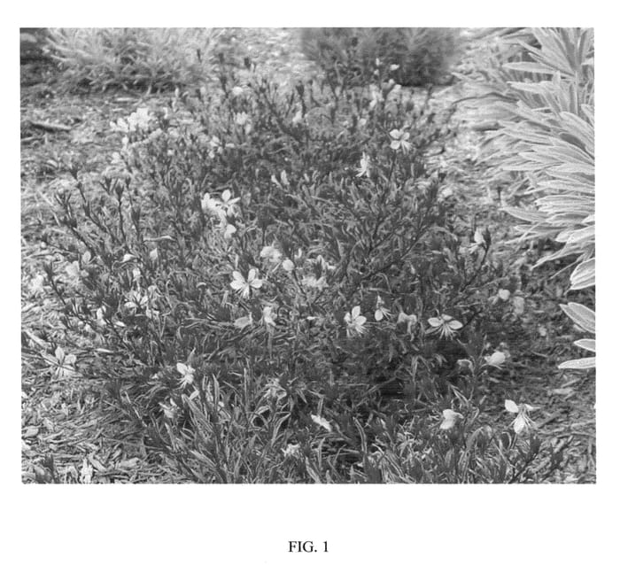 Figure 1 of US plant patent PP23646, the photograph of PASSIONATE RAINBOW PETITE printed in the patent.