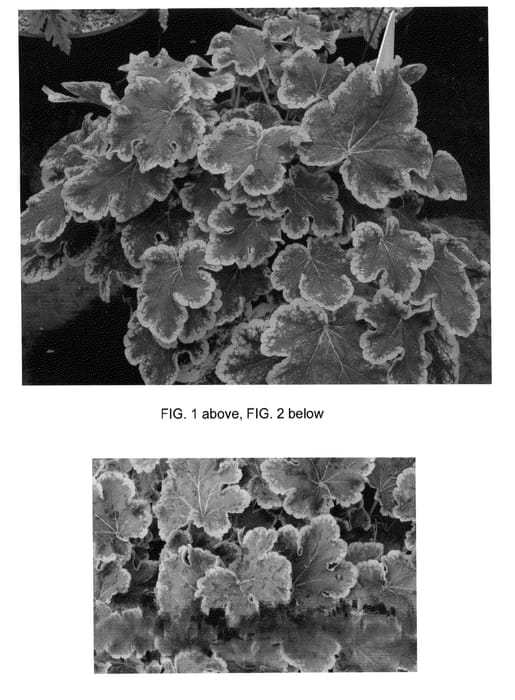 Figure 1 of US plant patent PP23647, the photograph of Solar Eclipse printed in the patent.