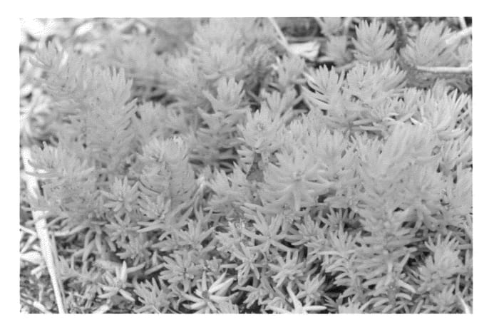 Figure 1 of US plant patent PP23648, the photograph of Nonen printed in the patent.
