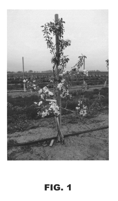 Figure 1 of US plant patent PP23649, the photograph of DS 3 printed in the patent.