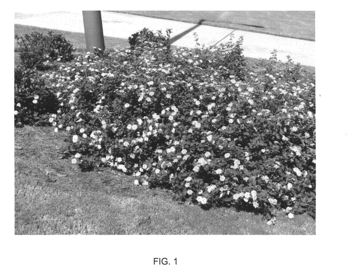 Figure 1 of US plant patent PP23650, the photograph of Sunny Side Up printed in the patent.