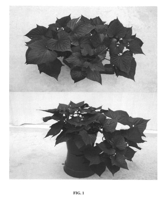 Figure 1 of US plant patent PP23651, the photograph of NCORNSP-014BWPI printed in the patent.