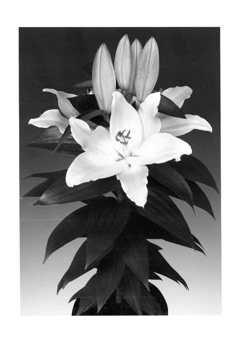 Figure 1 of US plant patent PP23652, the photograph of Sunny Cypres printed in the patent.