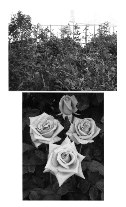 Figure 1 of US plant patent PP23653, the photograph of Florirosavio04 printed in the patent.