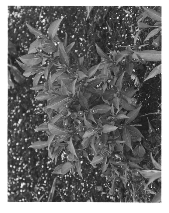 Figure 1 of US plant patent PP23654, the photograph of Slingco 1 printed in the patent.