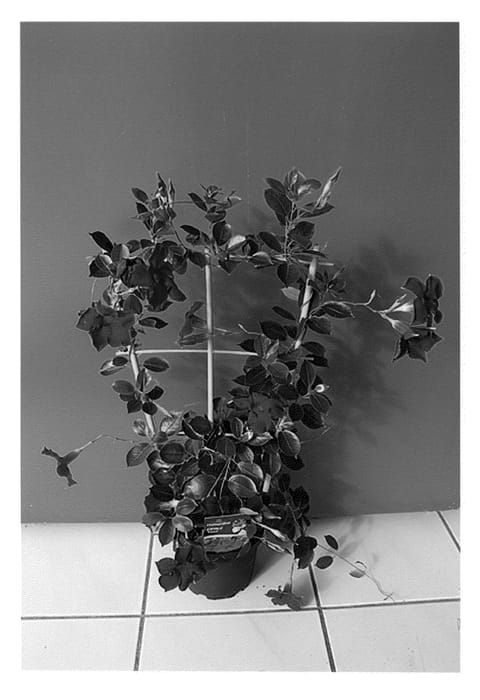 Figure 1 of US plant patent PP23655, the photograph of Lanutah printed in the patent.
