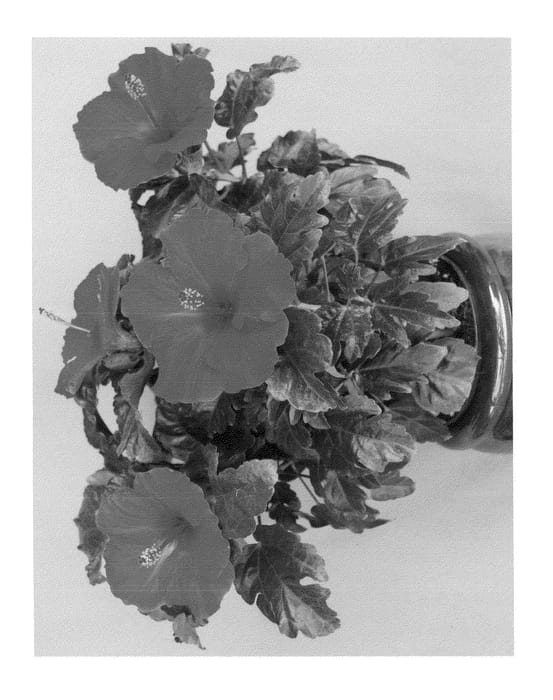 Figure 1 of US plant patent PP23656, the photograph of Antigua Wind printed in the patent.