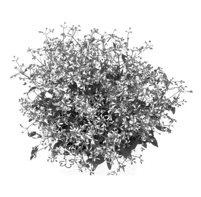 Figure 1 of US plant patent PP23657, the photograph of Duestawiimspa printed in the patent.