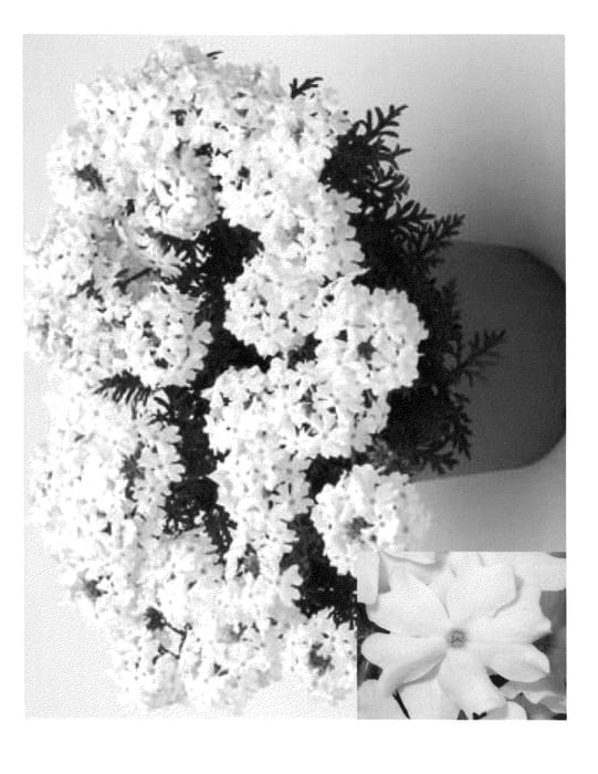 Figure 1 of US plant patent PP23658, the photograph of VEAZ0008 printed in the patent.