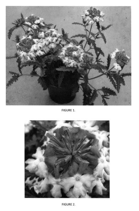 Figure 1 of US plant patent PP23659, the photograph of VEAZ0012 printed in the patent.